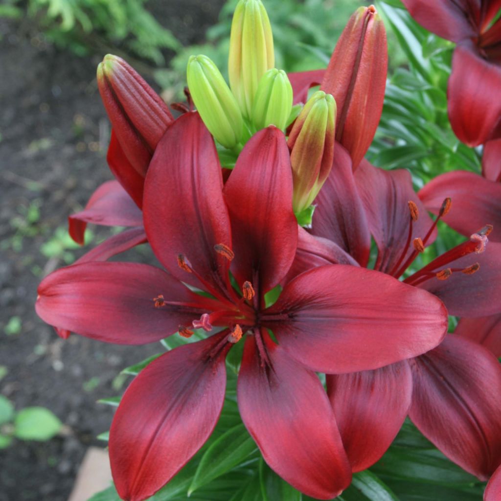 Orientalische Lilie New red asiatic seedling - Lilium