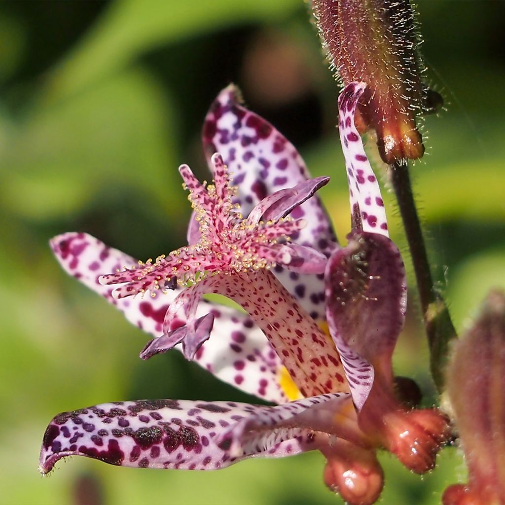 Tricyrtis hirta Albomarginata - Krötenlilie