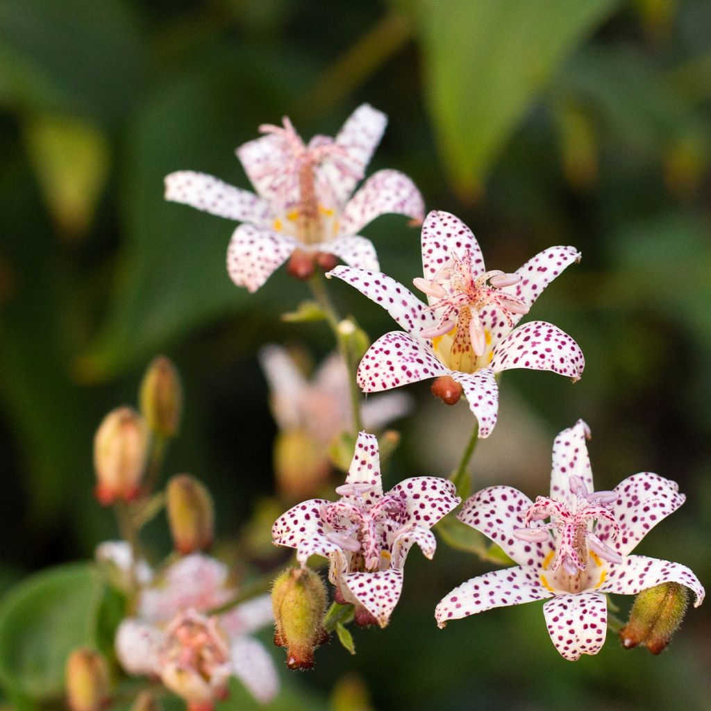 Tricyrtis hirta Albomarginata - Krötenlilie