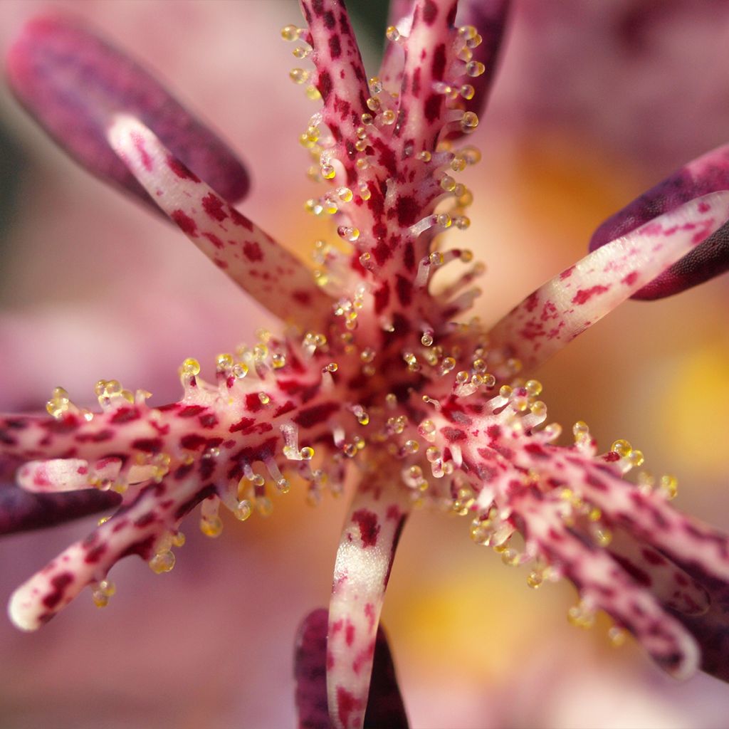 Tricyrtis hirta Albomarginata - Krötenlilie