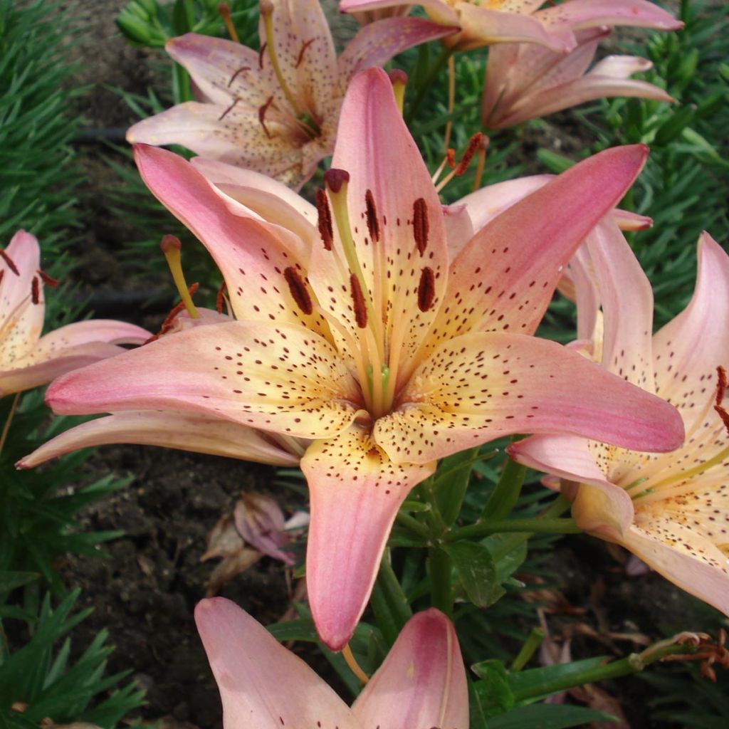 Orientalische Lilie Pink Pixie - Lilium