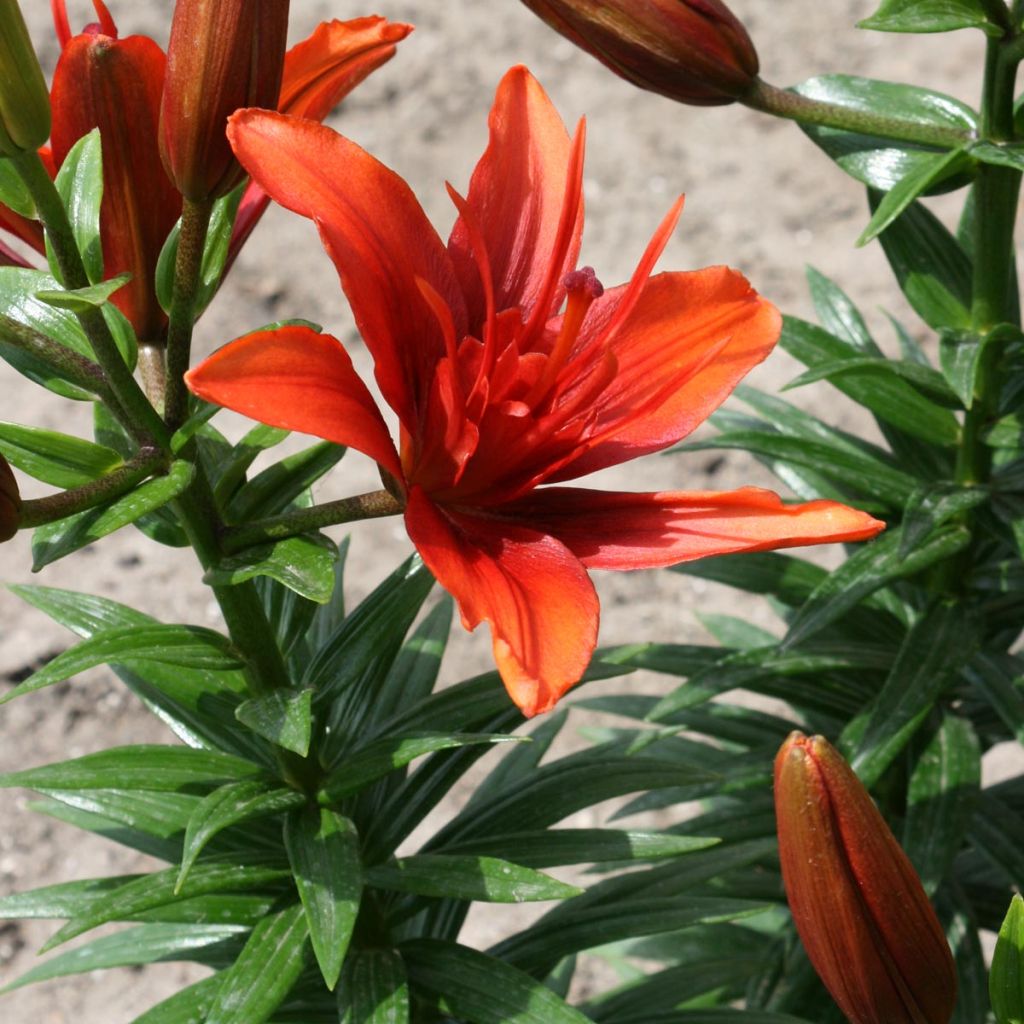 Asiatische Lilie Red Twin - Lilium