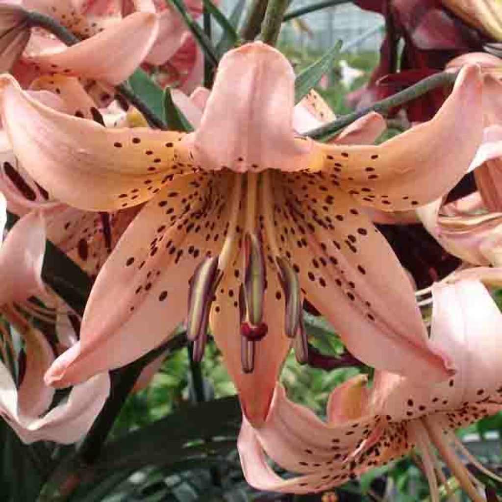 Asiatische Lilie Salmon Tiger - Lilium