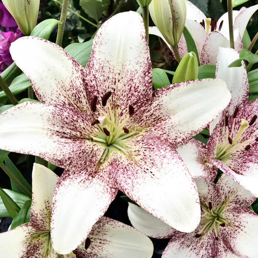 Orientalische Lilie Sweet Zanica - Lilium