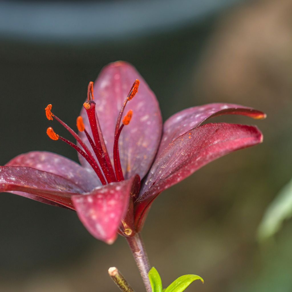 Asiatische Lilie Landini - Lilium