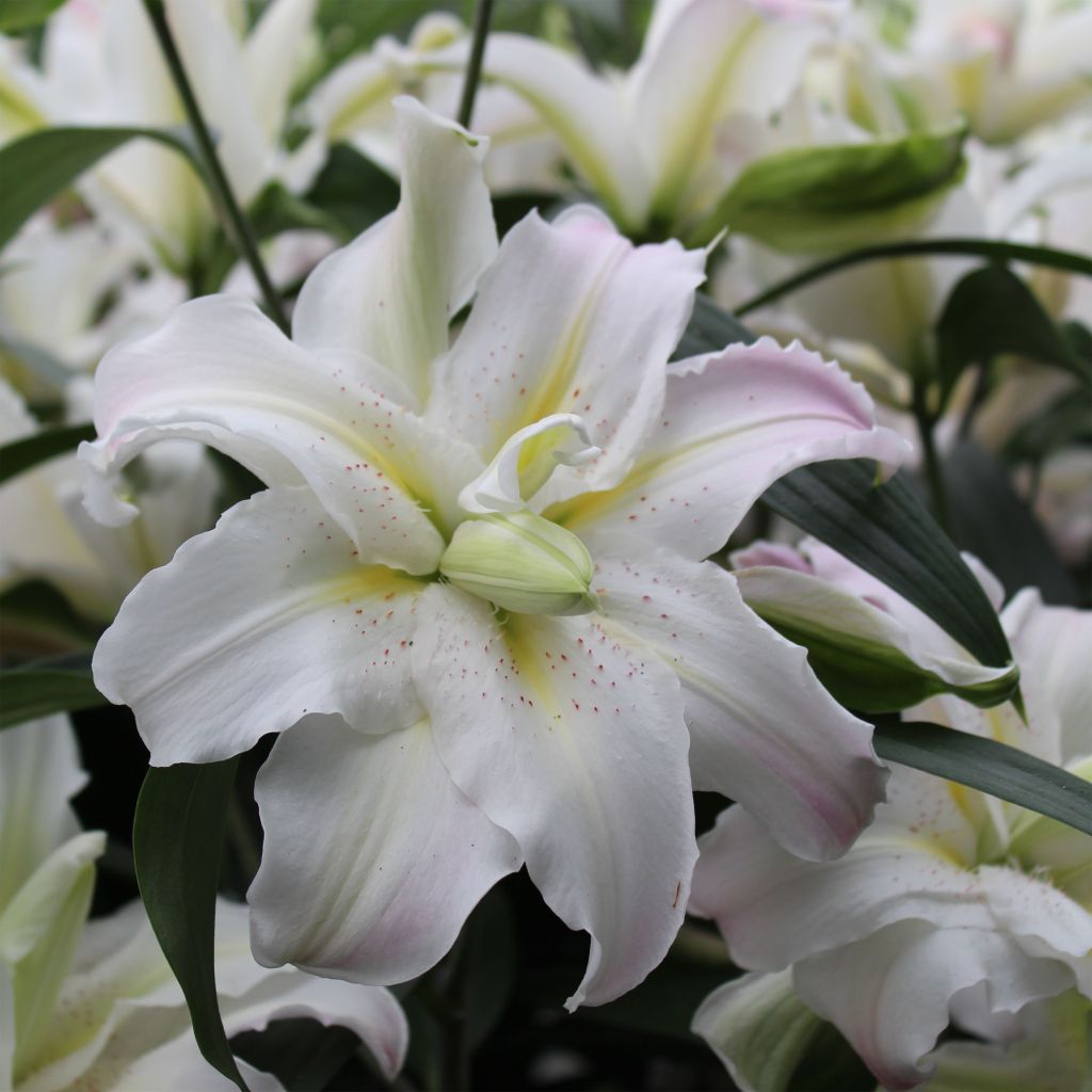 Asiatische Lilie Soft Music - Lilium