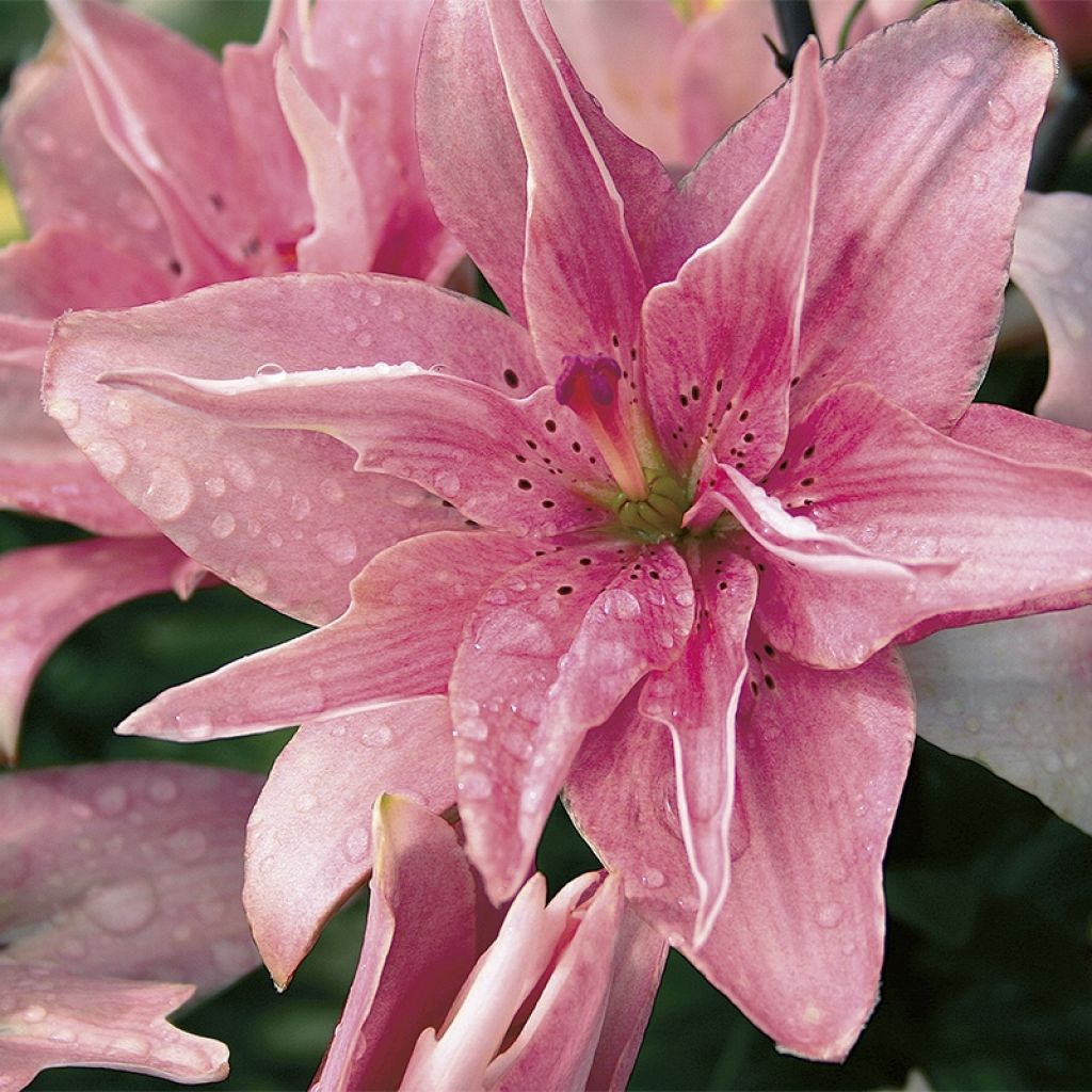 Lis asiatique double - Lilium Elodie