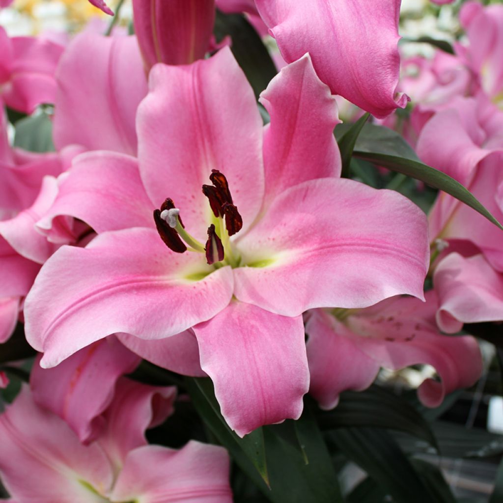 Orientalische Lilie Bastogne - Lilium