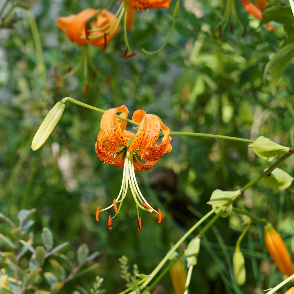 Riesentürkenbundlilie - Lilium henryi