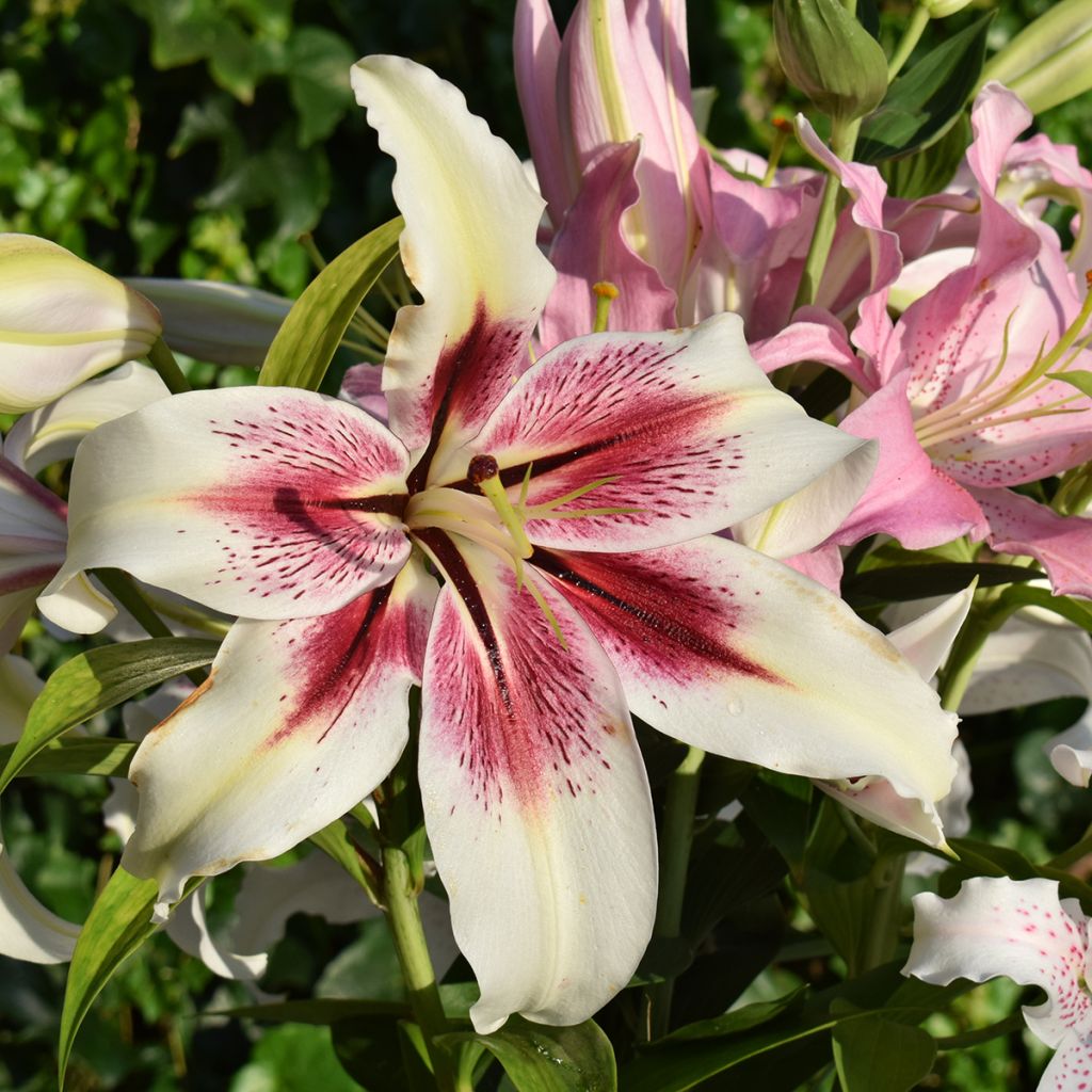 Orientalische Lilie Lavon - Lilium