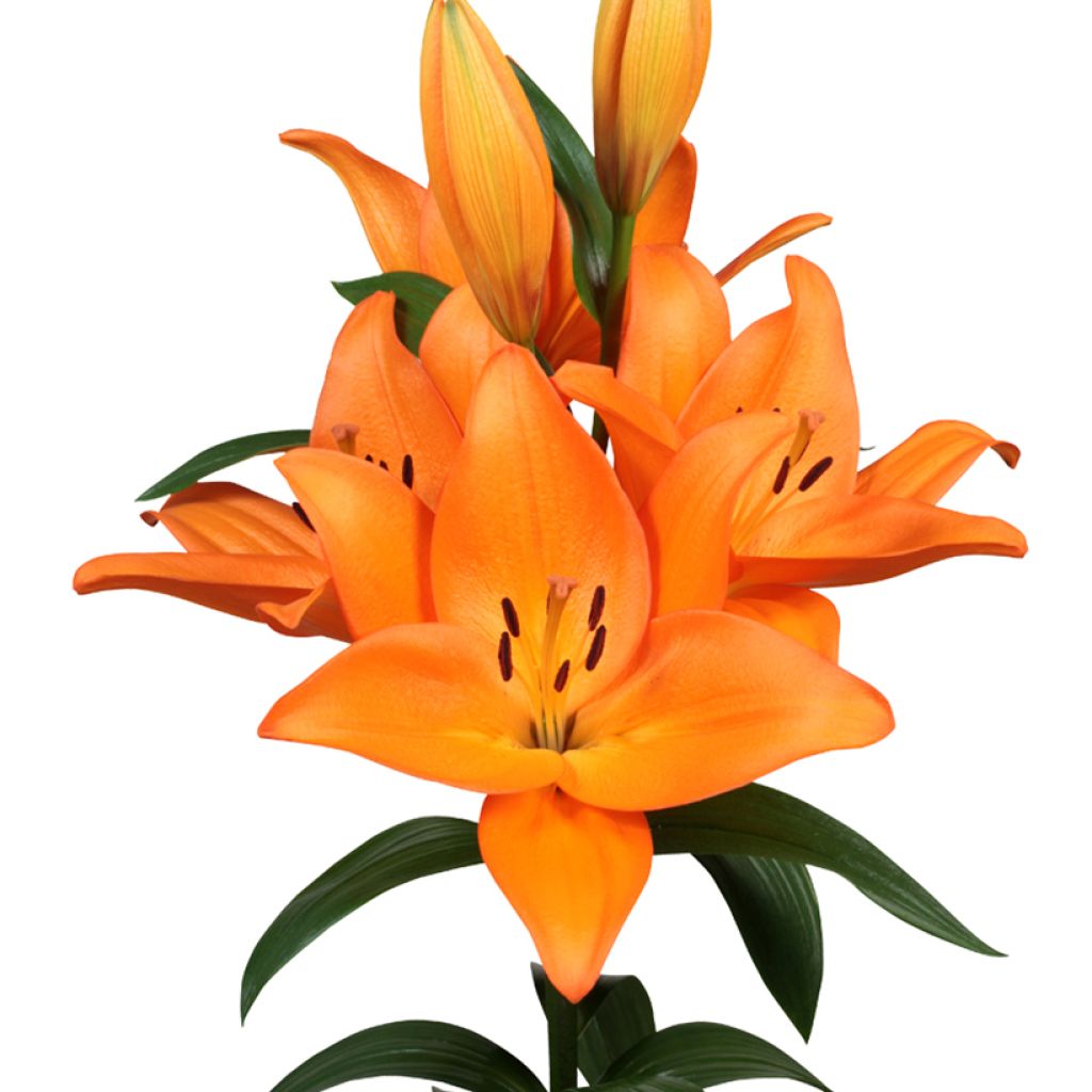 Orientalische Lilie Barolo - Lilium