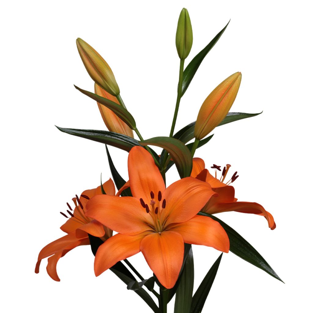 Orientalische Lilie Eremo - Lilium