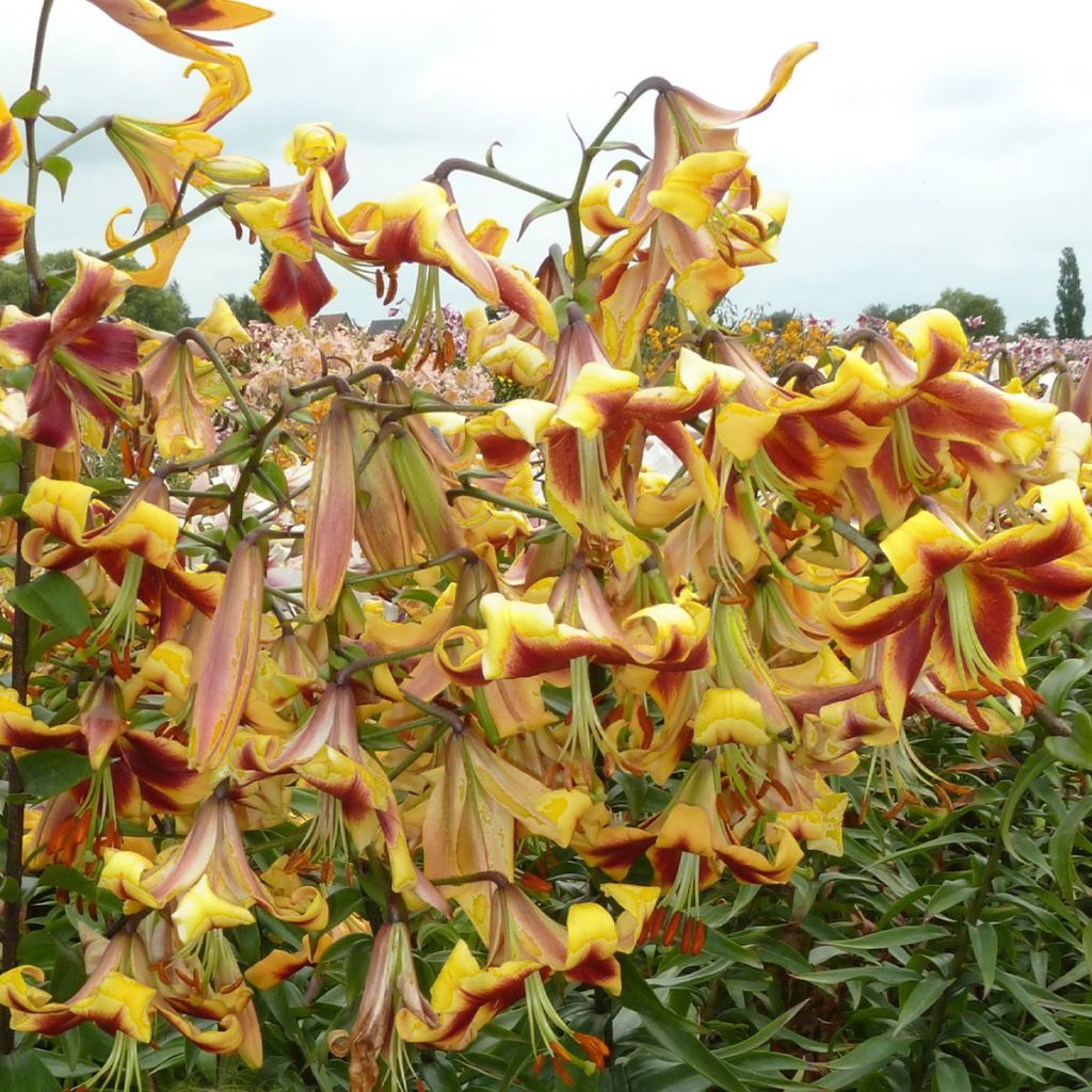 Lis hybride Robert Swanson - Lilium Oriental/Trompette