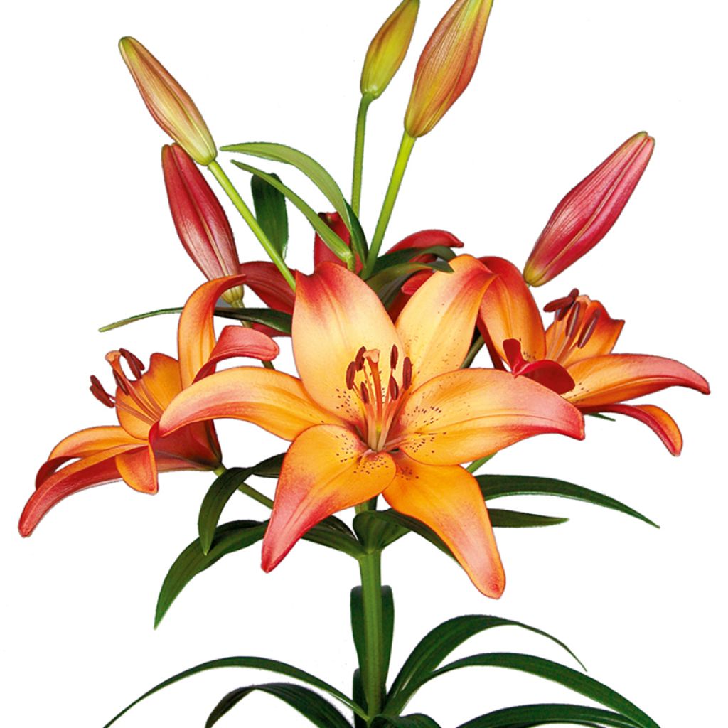 Hybrid-Lilie Royal Sunset - Lilium