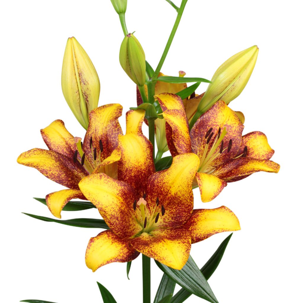 Hybrid-Lilie Sweet Valley - Lilium