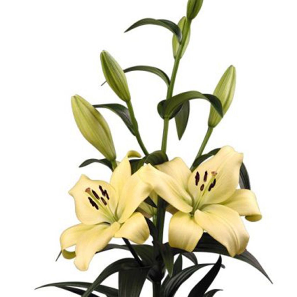 Lis hybride Caddy Butterfly Tropic - Lilium