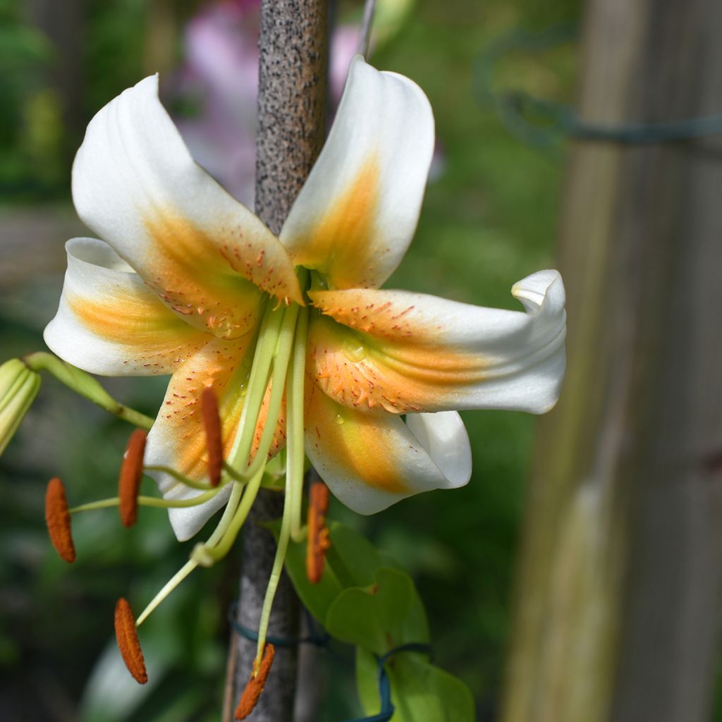 Riesentürkenbundlilie Lady Alice - Lilium henryi