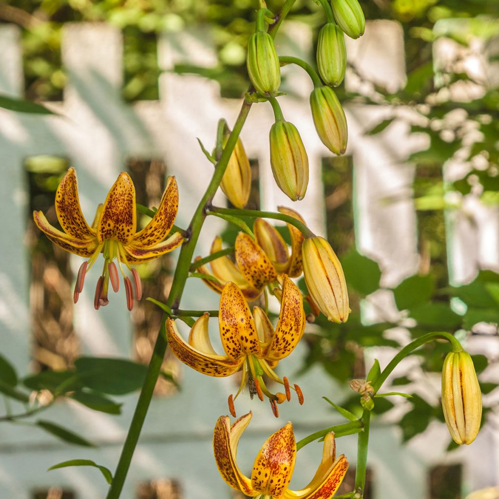 Türkenbund-Lilie Peppard Gold - Lilium martagon