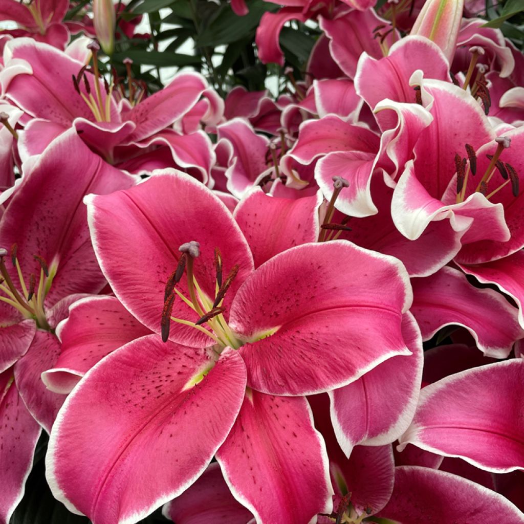 Orientalische Lilie El Capitan - Lilium