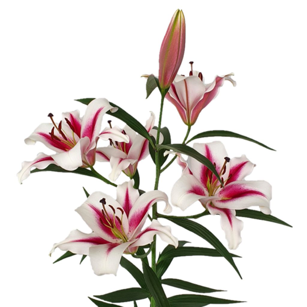 Orientalische Lilie Gaucho - Lilium