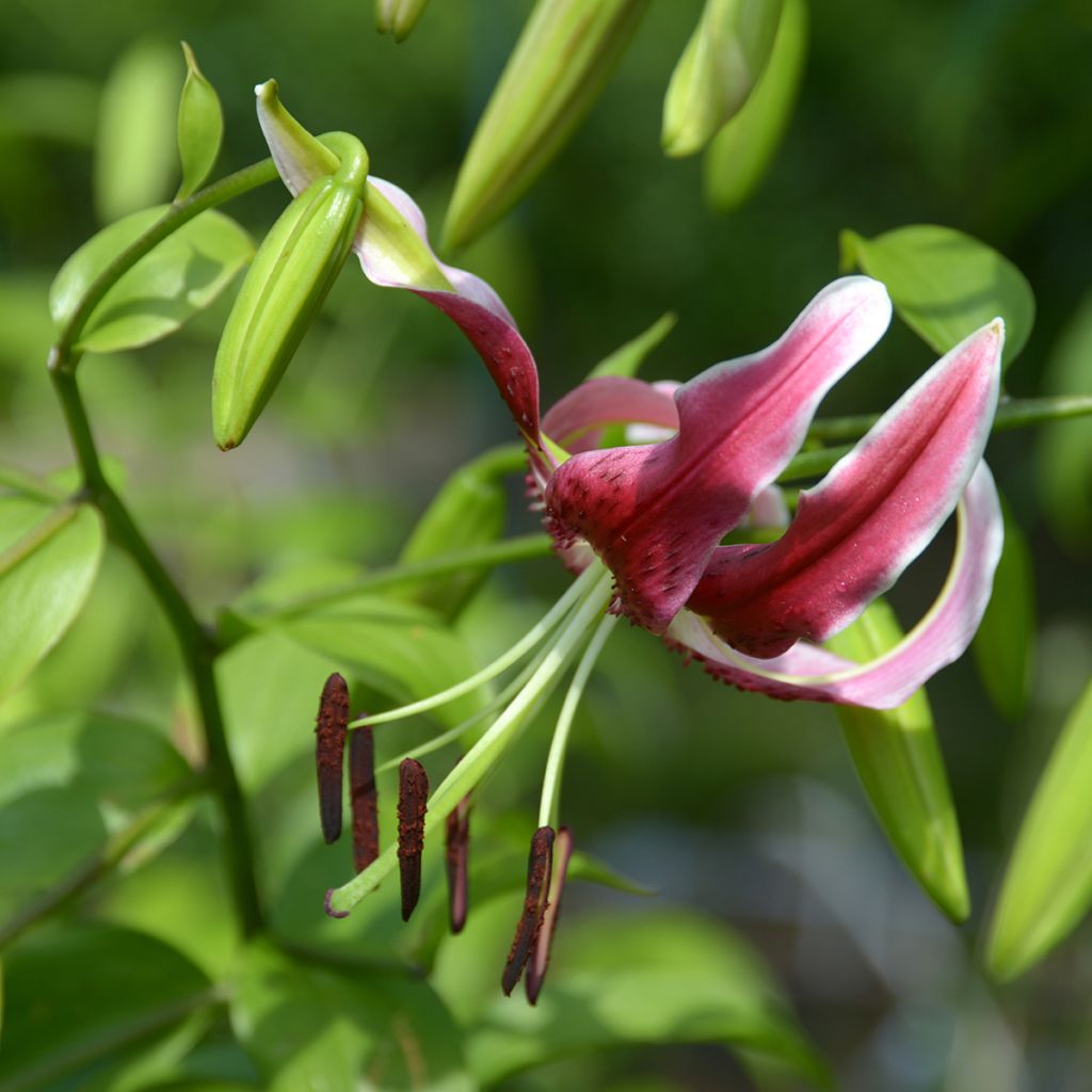 Lis hybride oriental - Lilium x speciosum Black Beauty -