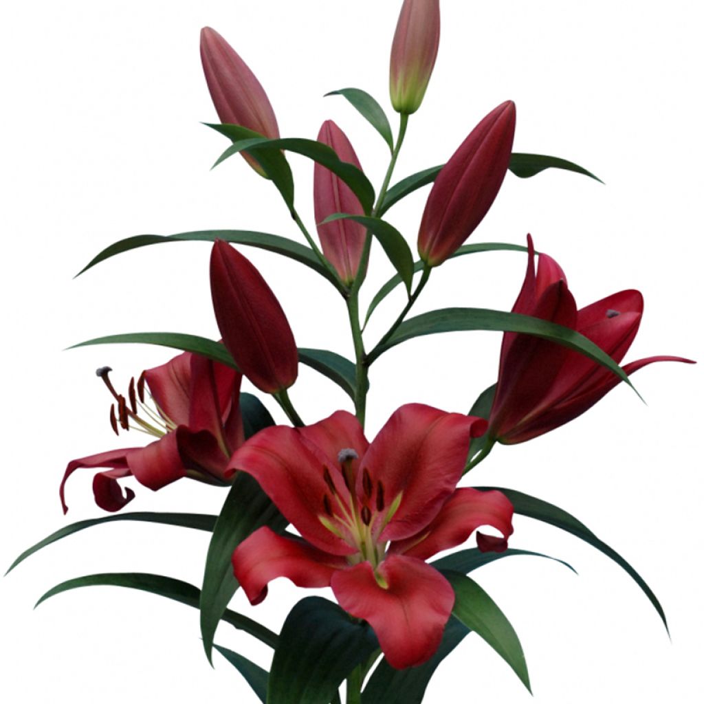 Hybrid-Lilie Red Desire - Lilium