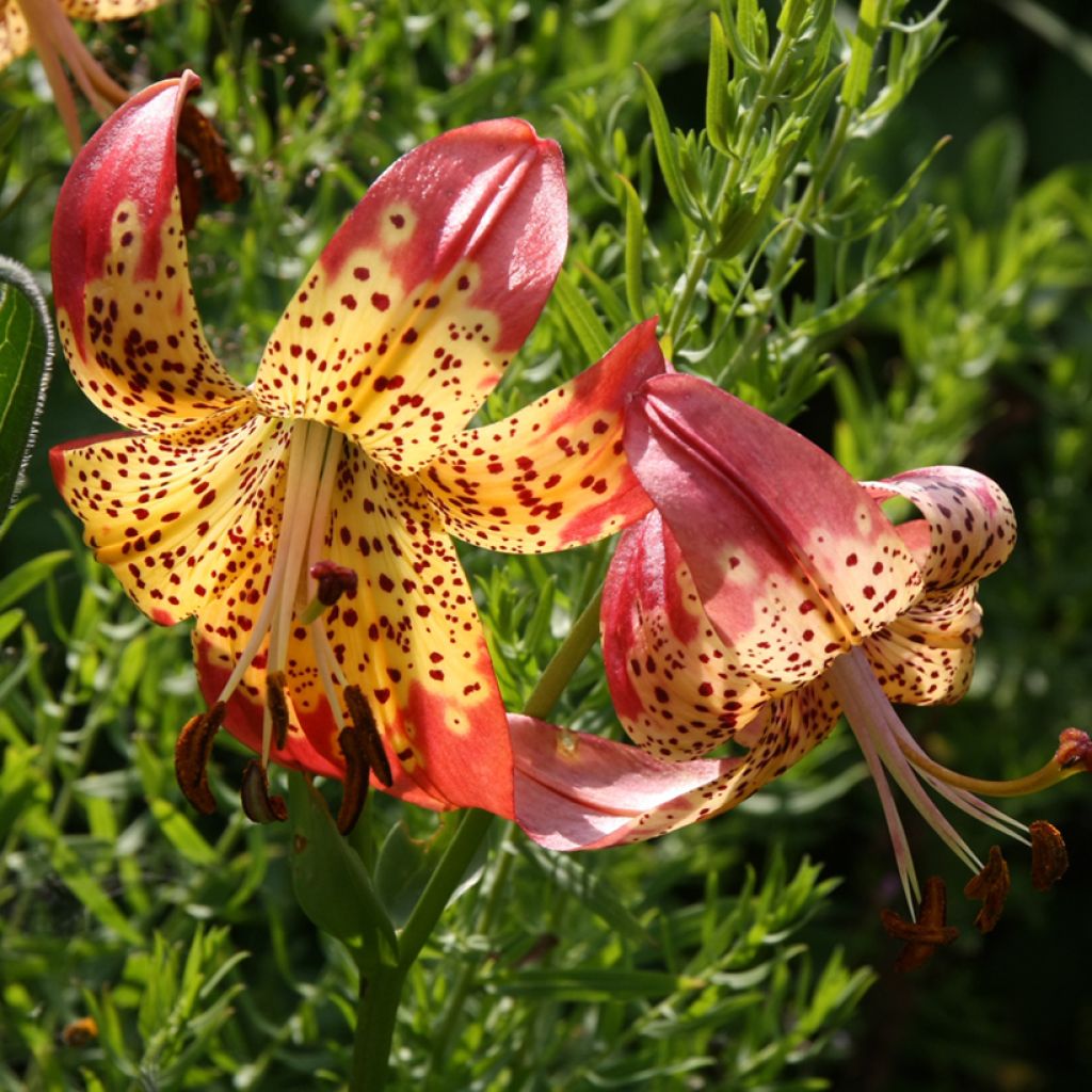 Panther-Lilie - Lilium pardalinum