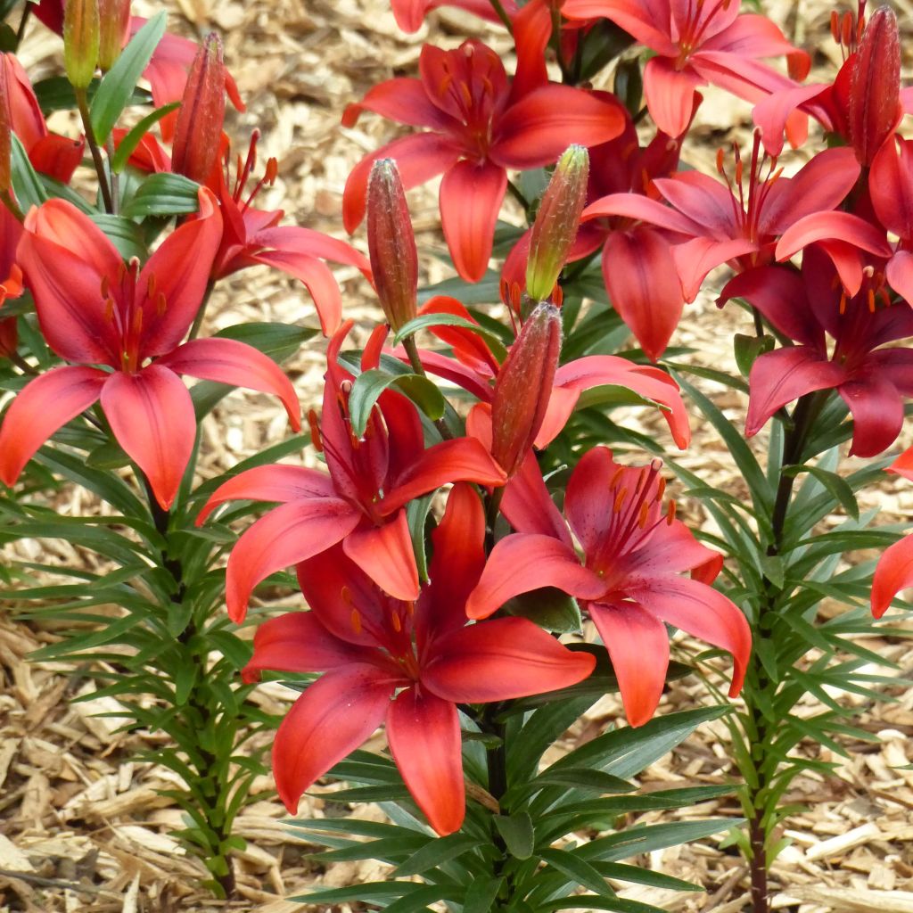 Orientalische Lilie Crimson Pixie - Lilium