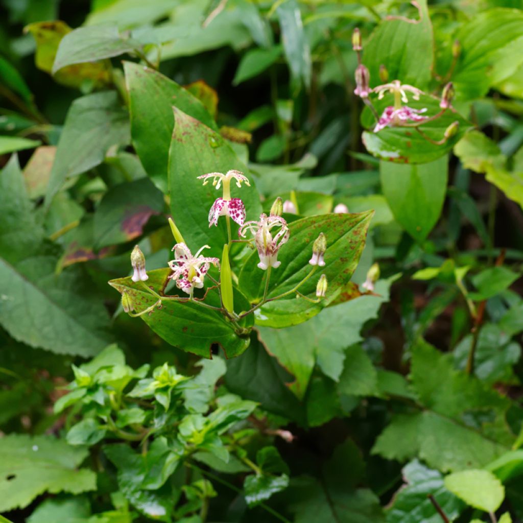 Tricyrtis macropoda - Krötenlilie