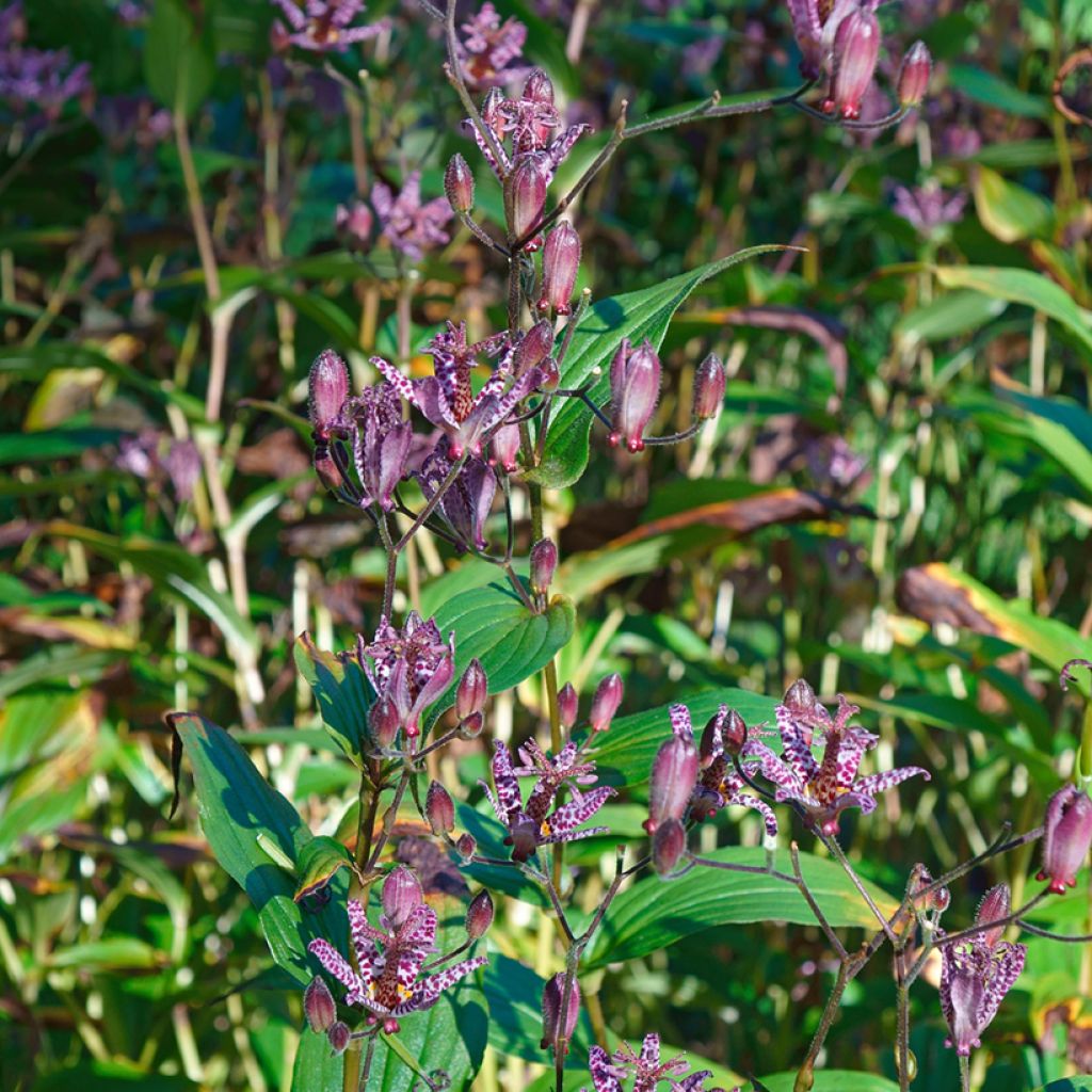 Tricyrtis formosana - Krötenlilie