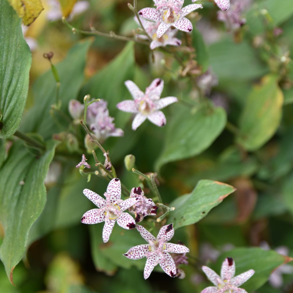 Tricyrtis formosana - Krötenlilie