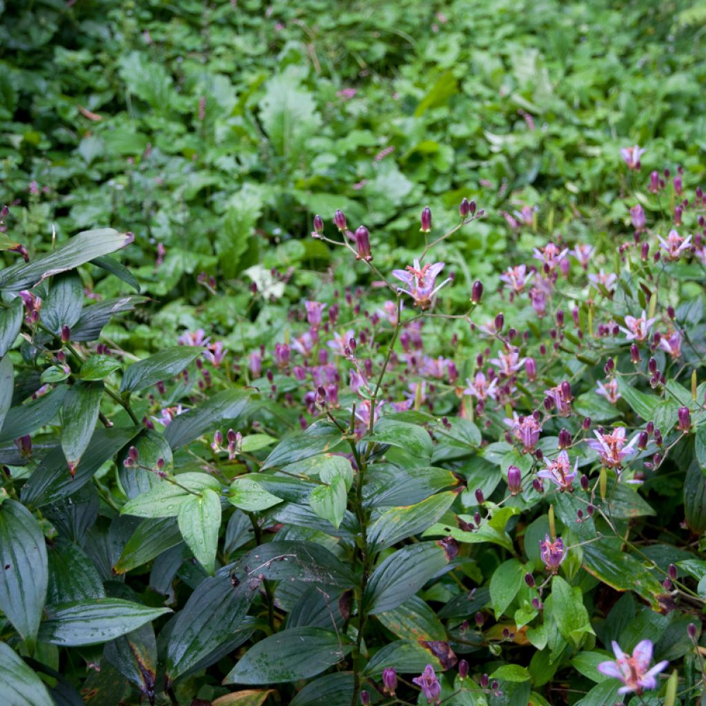 Tricyrtis formosana - Krötenlilie