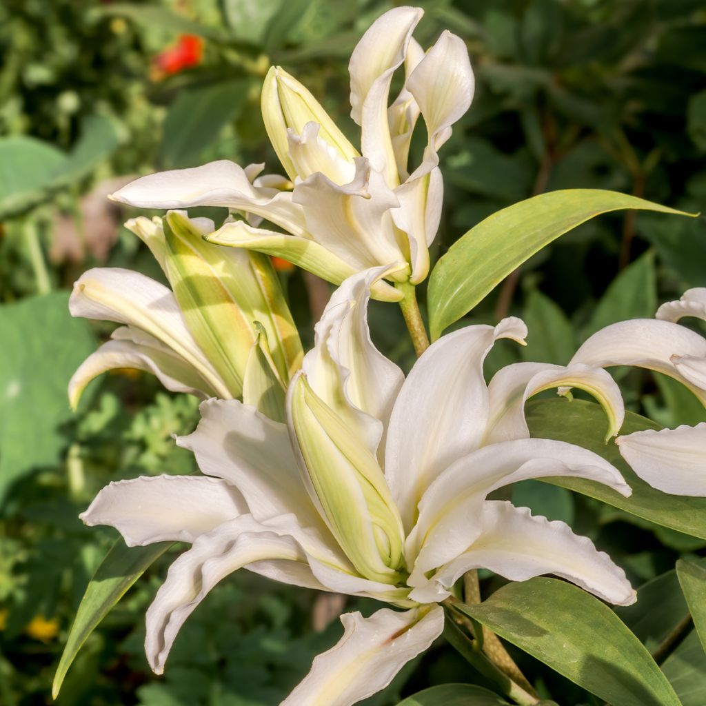 Orientalische Lilie Polar Star - Lilium oriental