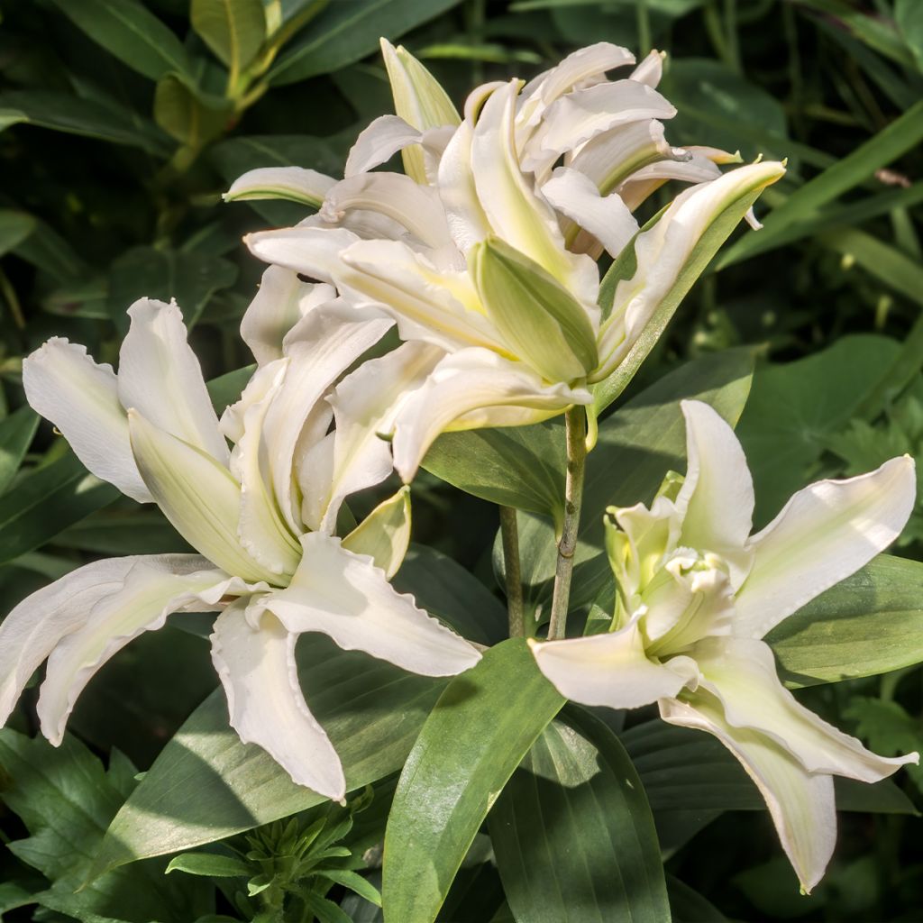 Orientalische Lilie Polar Star - Lilium oriental