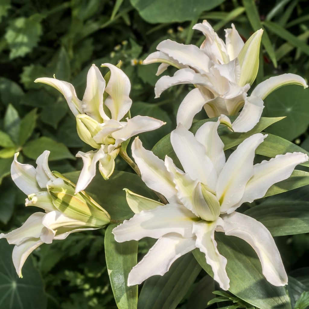 Orientalische Lilie Polar Star - Lilium oriental