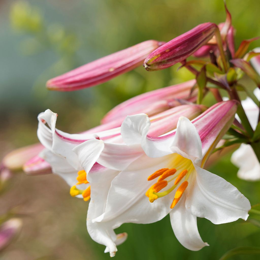 Königs-Lilie - Lilium regale