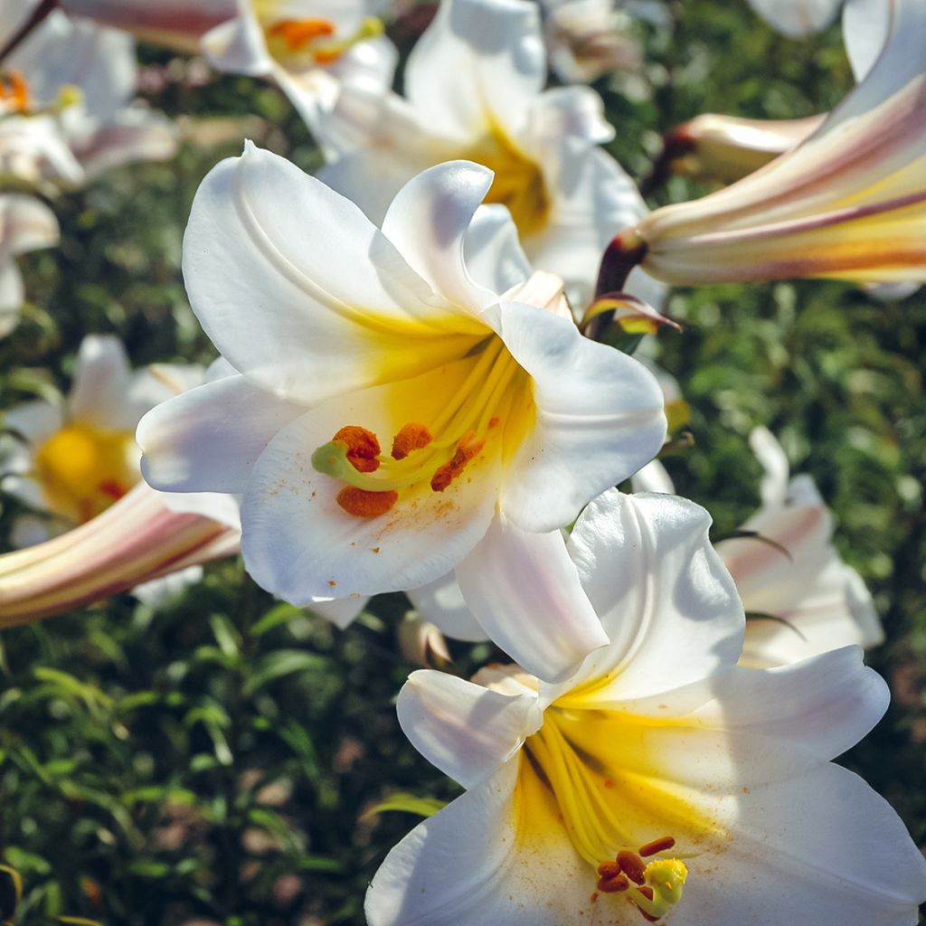 Lis royal espèce botanique - Lilium regale