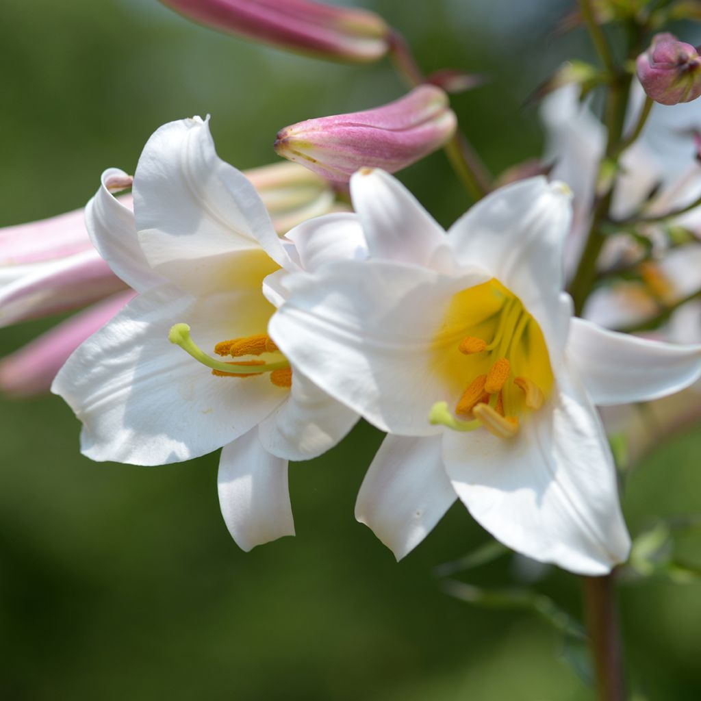 Lis royal espèce botanique - Lilium regale