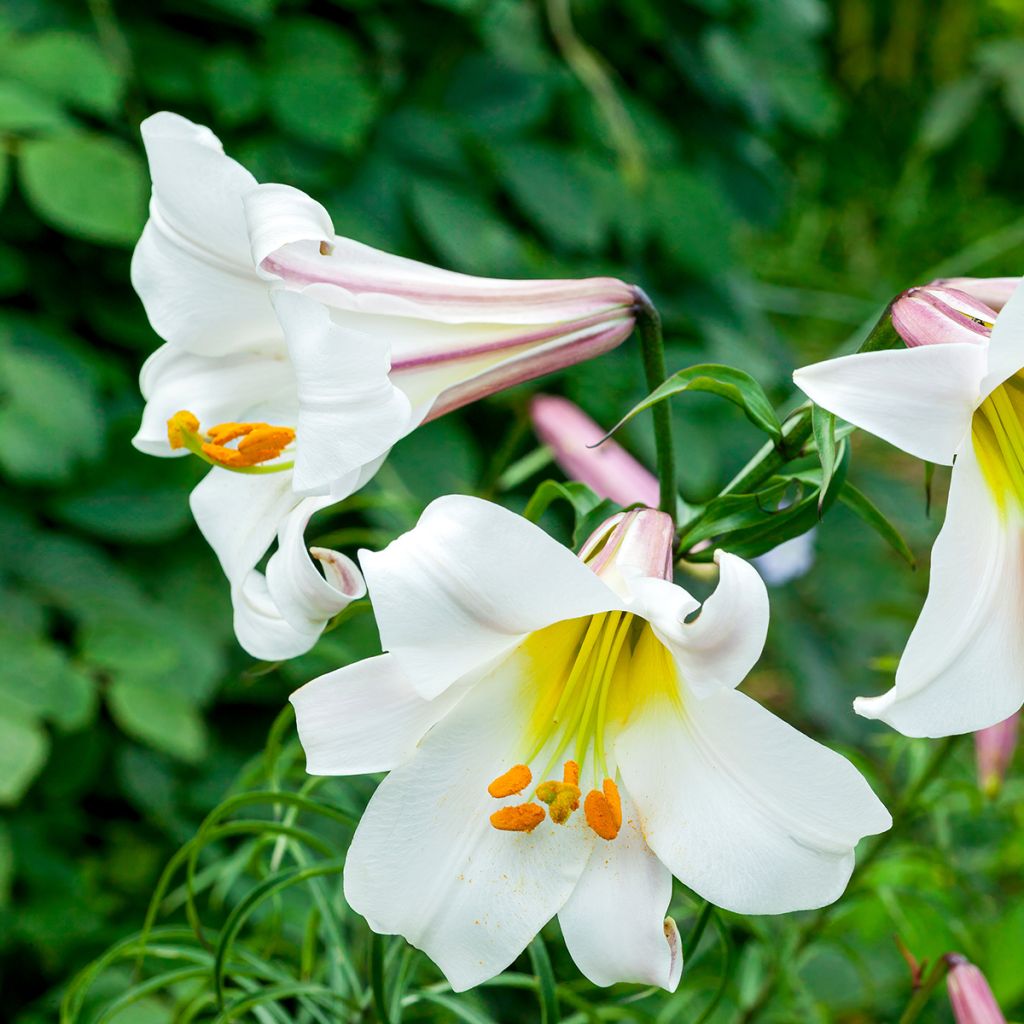 Lis royal espèce botanique - Lilium regale