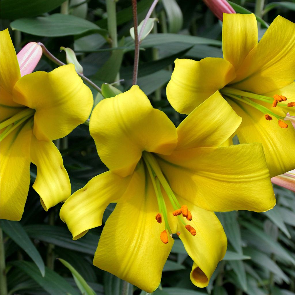 Orientalische Lilie Golden Splendor - Lilium