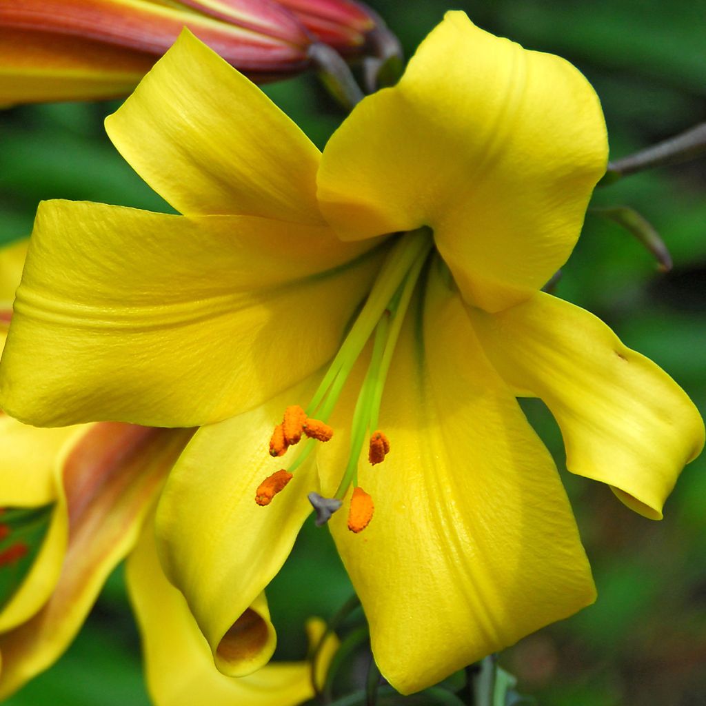 Lis trompette - Lilium Golden Splendor