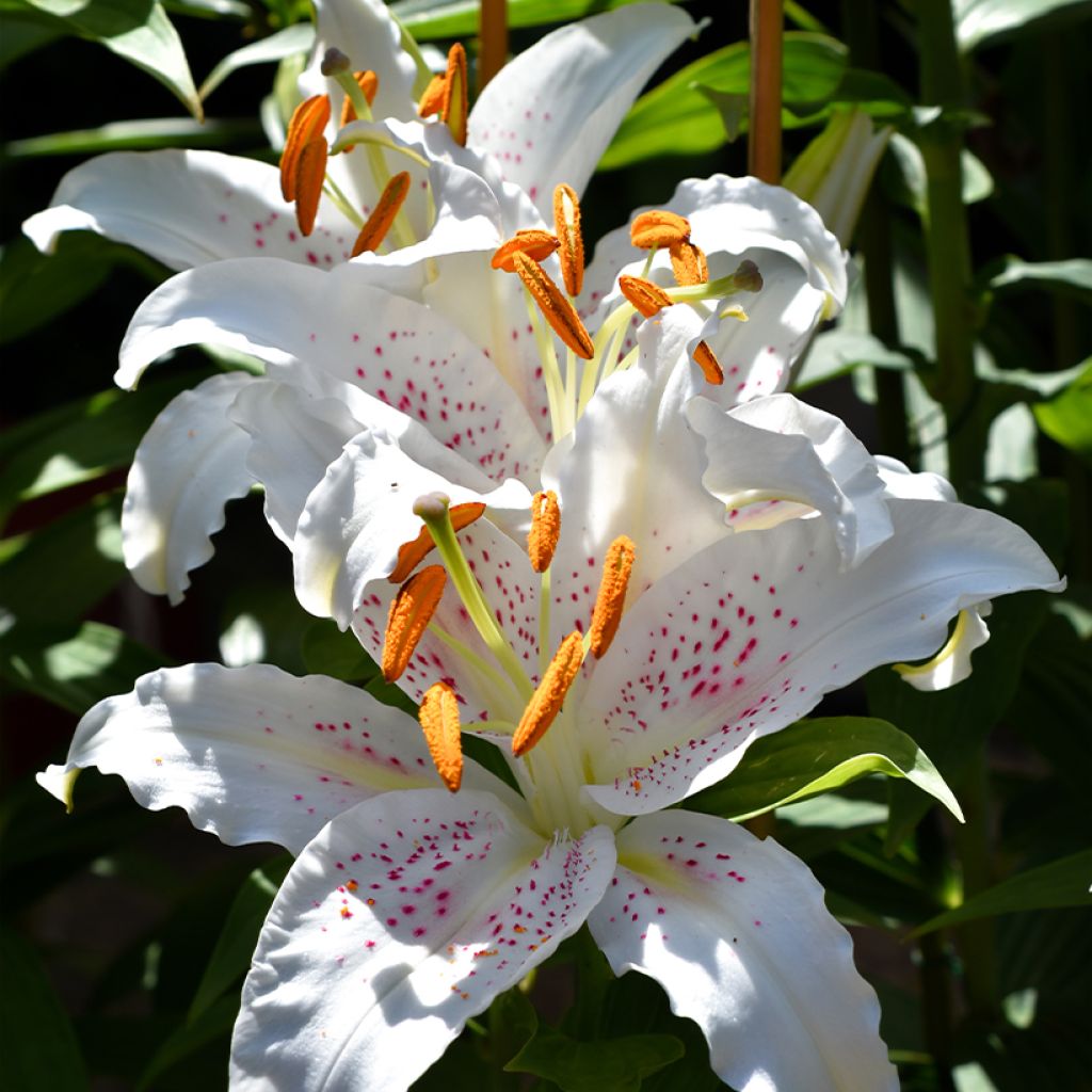 Orientalische Lilie Muscadet - Lilium