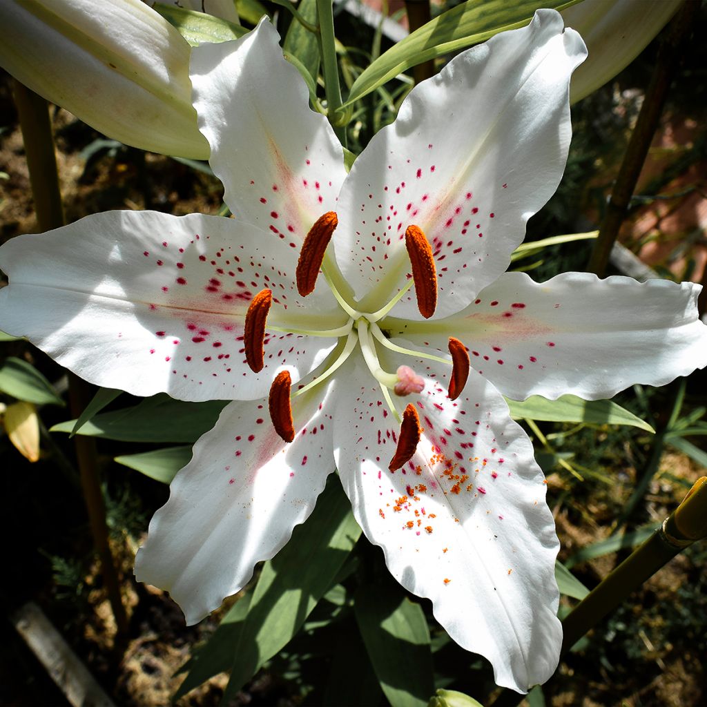 Lis trompette - Lilium Muscadet