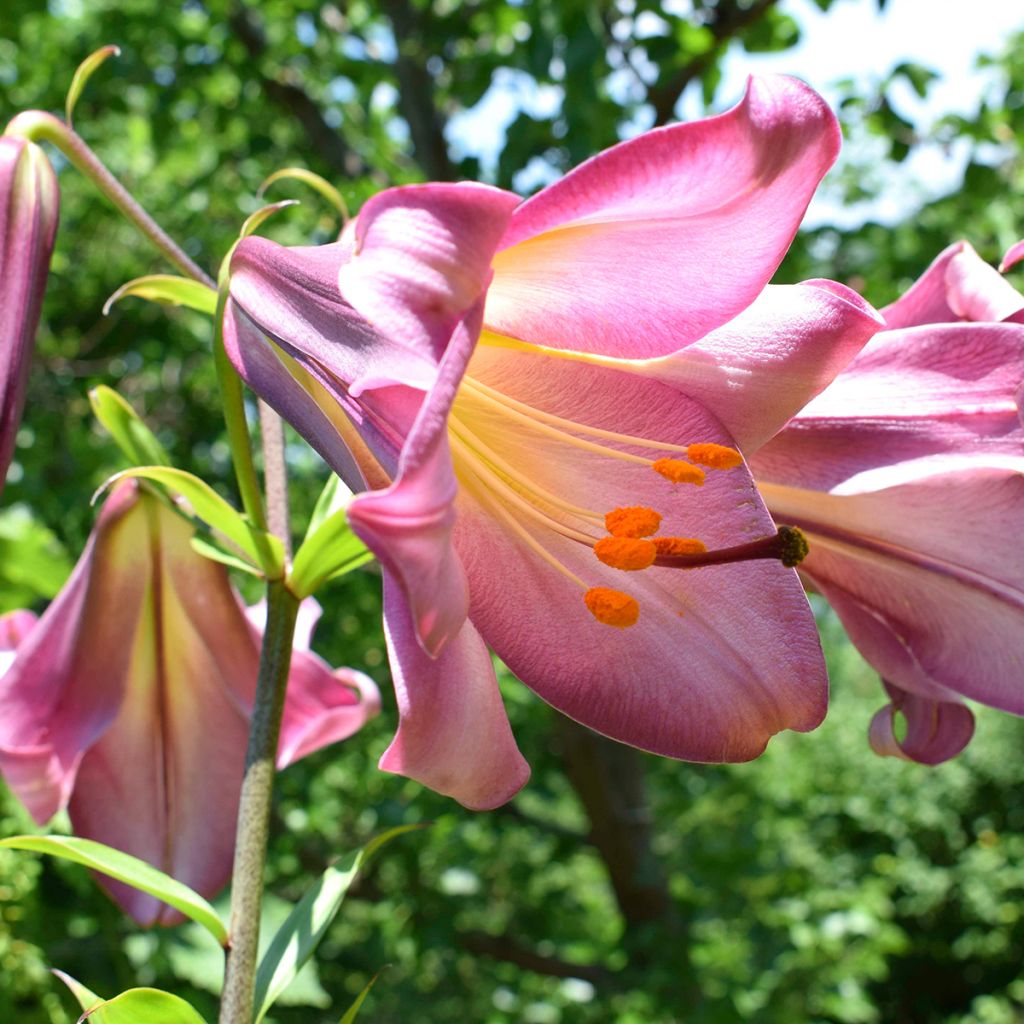 Lis trompette - Lilium Pink Perfection