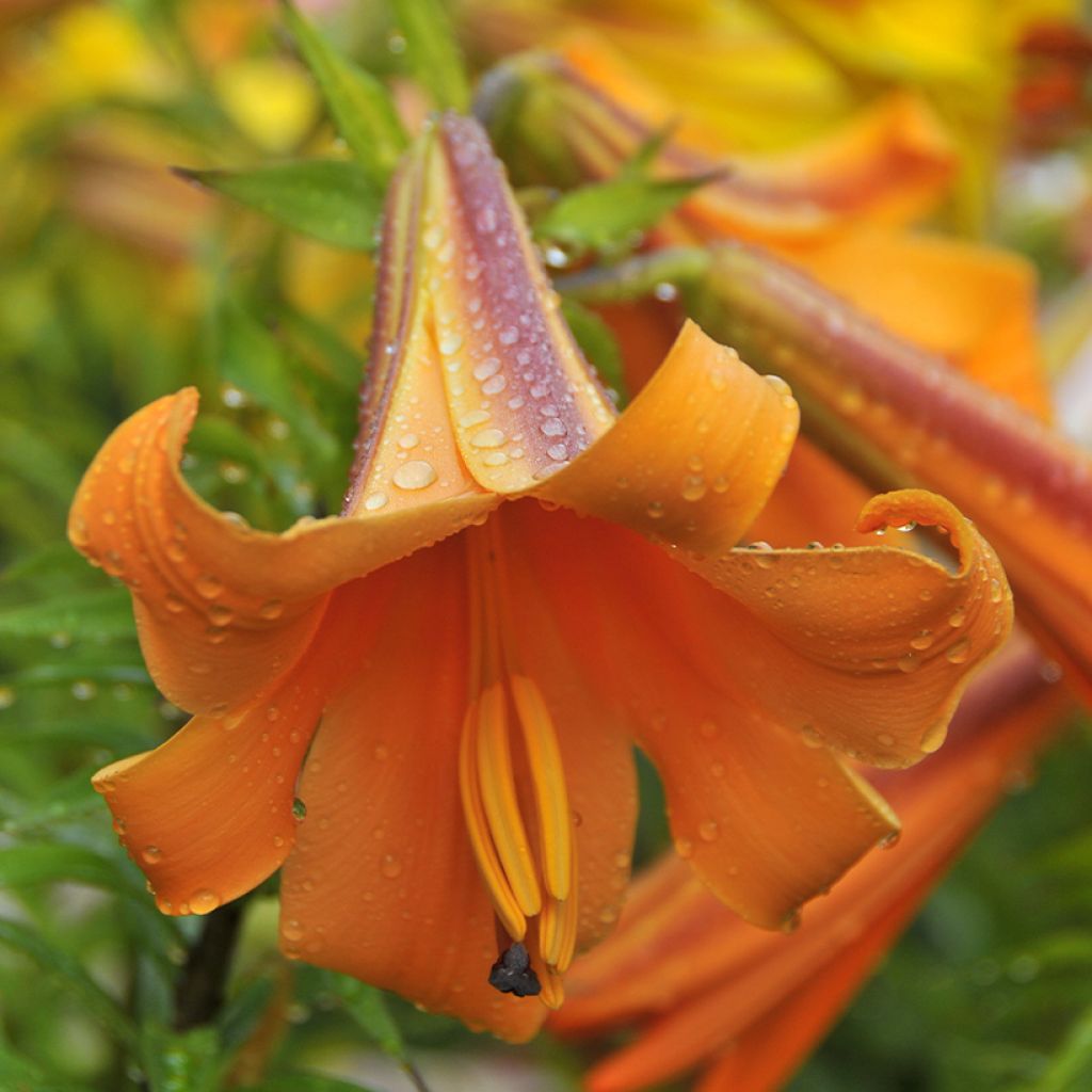 Orientalische Lilie African Queen - Lilium