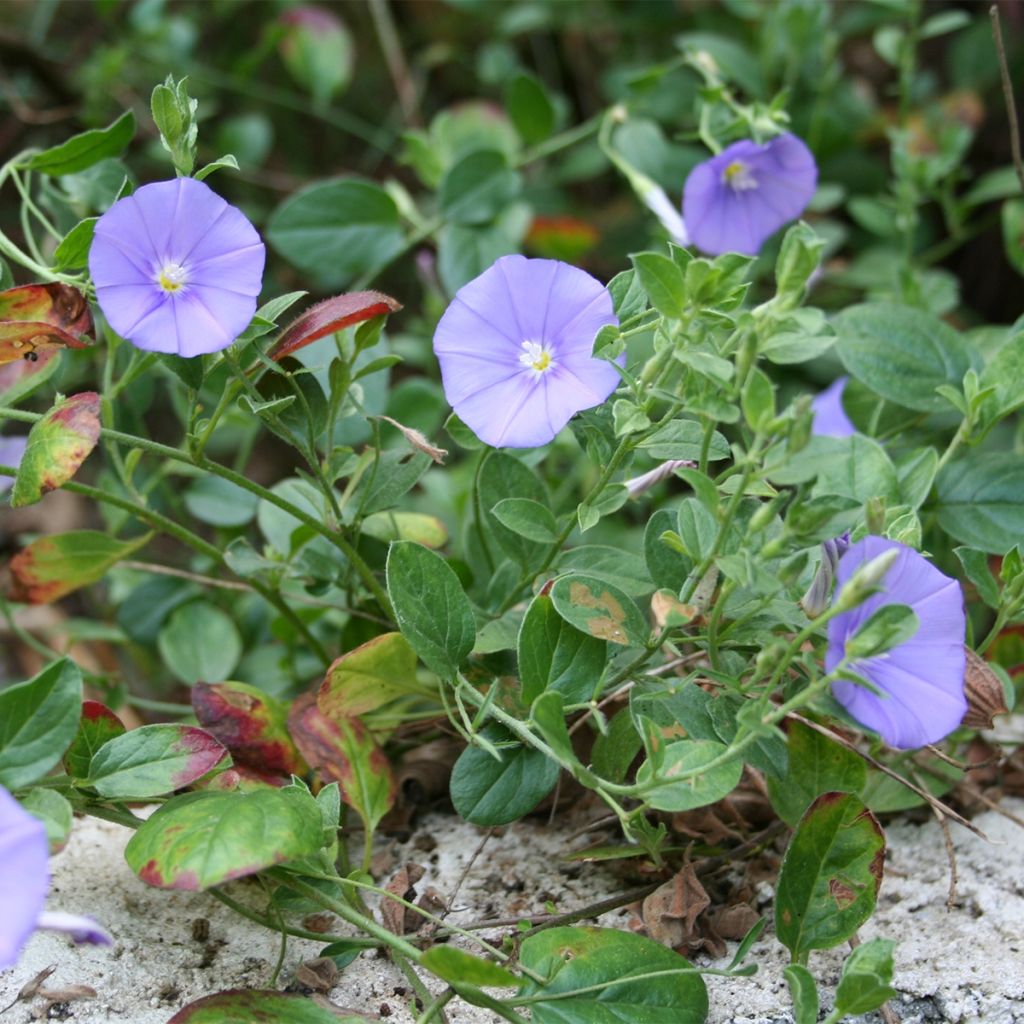 Liseron - Convolvulus sabatius Compacta