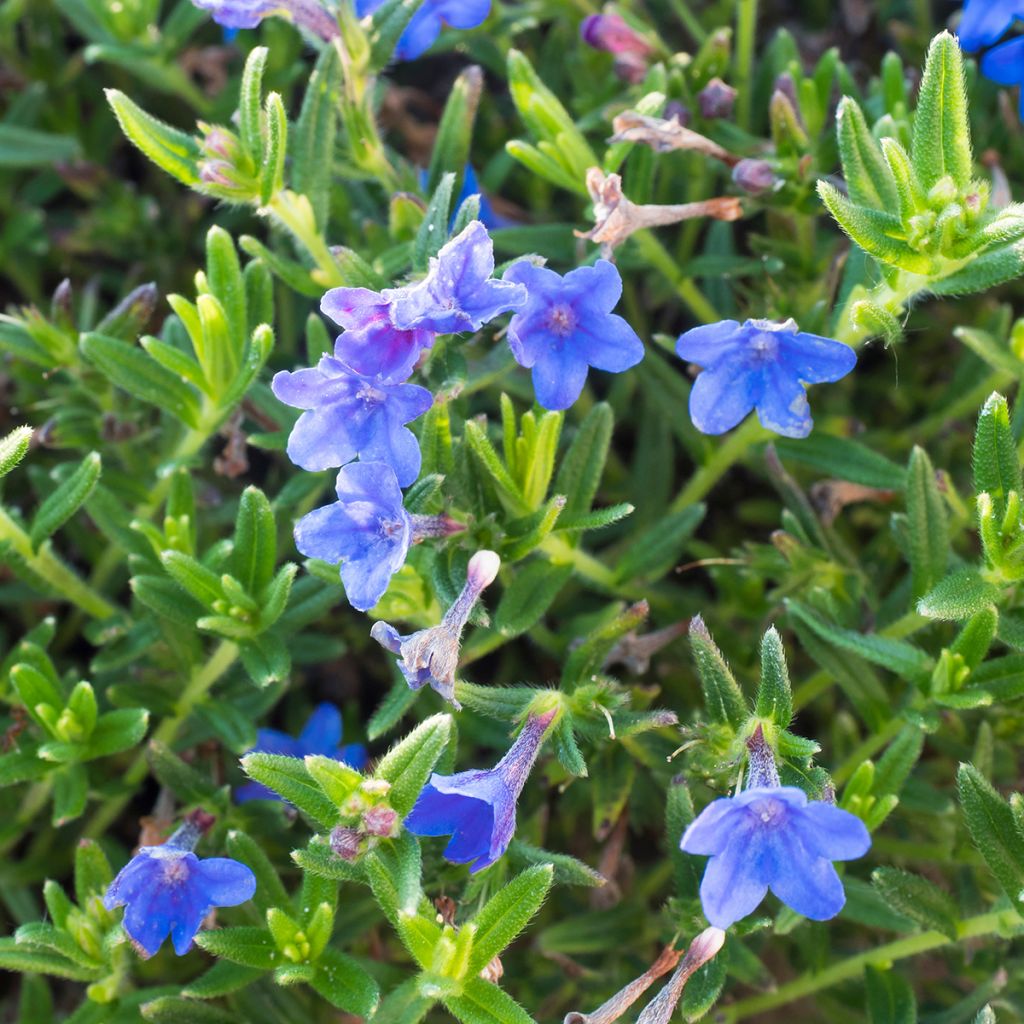 Steinsame Heavenly Blue - Lithodora diffusa