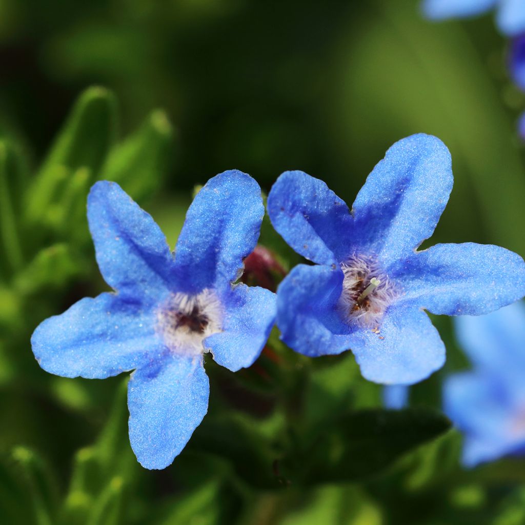 Steinsame Heavenly Blue - Lithodora diffusa