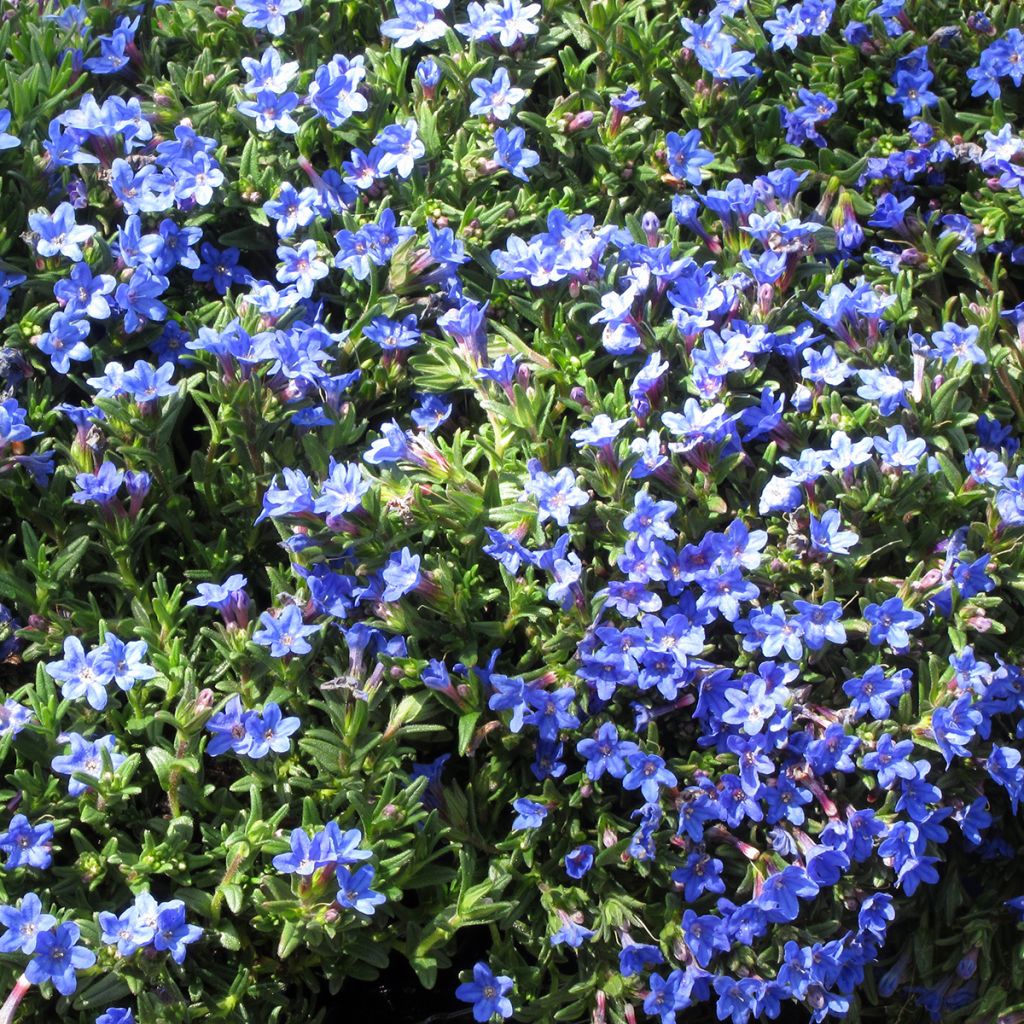 Steinsame Heavenly Blue - Lithodora diffusa