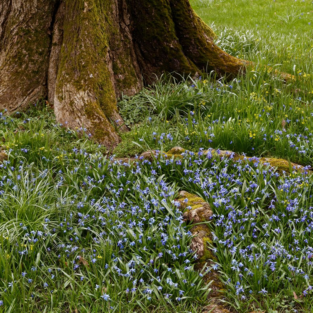 Steinsame Heavenly Blue - Lithodora diffusa